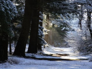 Vakantiepark De Bult Omgeving 35