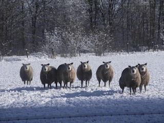 Parc de vacances De Bult Environnement 28