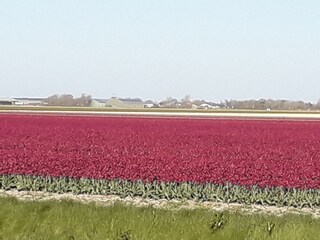 Casa per le vacanze Julianadorp Ambiente 35