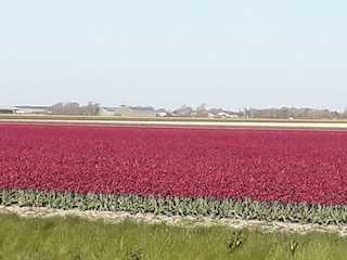 Tulpenfeld im April
