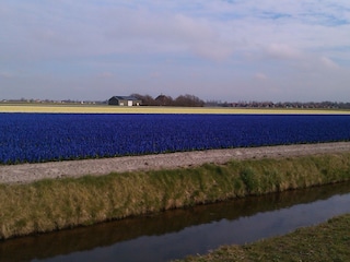 Vakantiehuis Julianadorp Omgeving 34