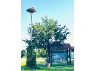 Herzlich willkommen im Storchendorf Dissen.