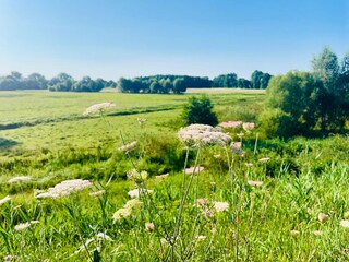 die Spreeaue