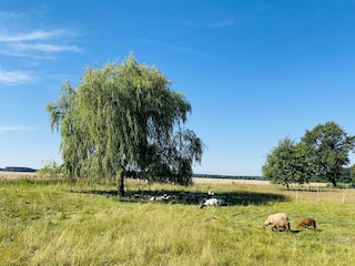 der Garten