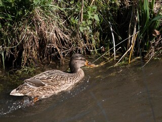 Appartamento Eijsden  34