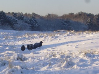 Casa per le vacanze Callantsoog Ambiente 18