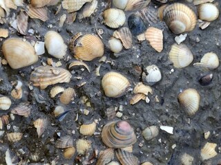 Während der Ebbe freigelegte Muscheln an der Ostbense
