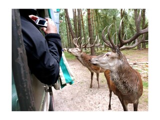 Kutschfahrt in den Wildpark