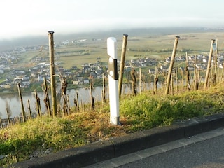 Blick auf die Mosel bei Piesport