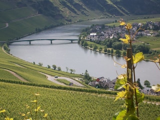 Blick auf die Mosel bei Piesport