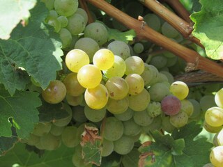 Casa per le vacanze Neumagen-Dhron Registrazione all'aperto 12