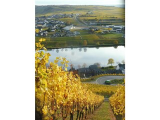 Unsere Weinberge im Herbst.