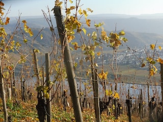 Blick auf Piesport im Herbst