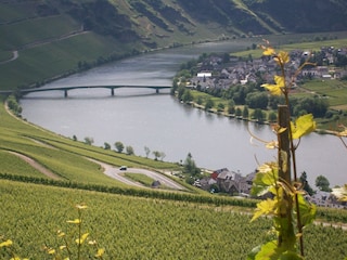 Unsere Weinberge im Sommer