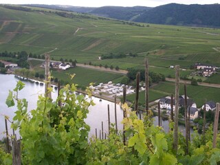 Aussicht auf die Mosel