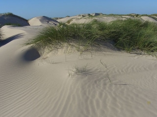 in den Dünen