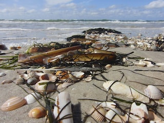 Muscheln am Kniepsand