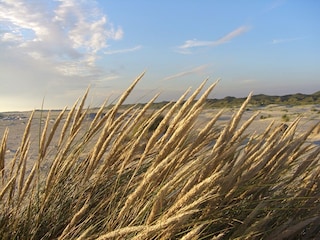 Dünengras