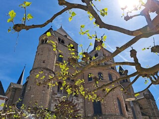 1 Dom_Frühling_Sonne_Platane_c_Trier Tourismus und
