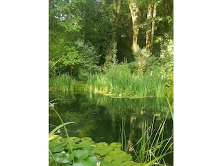 naturbelassener Schwimmteich - Biotop