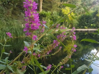 Teich mit Blumen