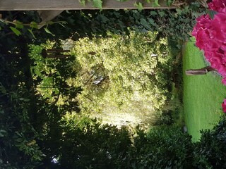 Blick von der Terrasse in den Garten