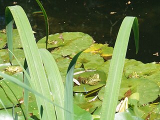 Frosch auf Seerosenblatt