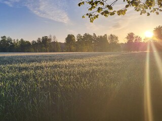 Felder, die den Hof umgeben