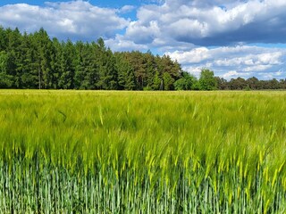 Gerstenfeld neben dem Hof
