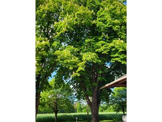 Kastanien auf dem Hof