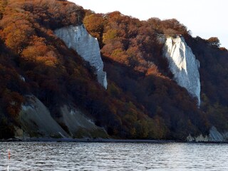 Buchenwald und Kreidefelsen  im Herbst