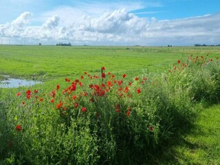 Ferienhaus Ruigahuizen Umgebung 13