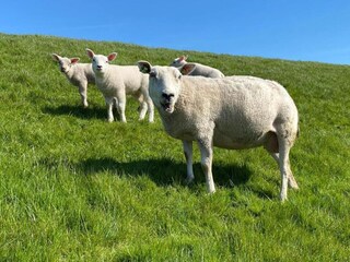 Ferienhaus Ruigahuizen Umgebung 27