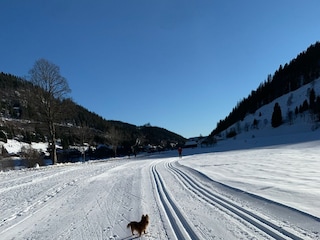 Loipe Menzenschwand