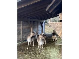Wildgehege Menzenschwand