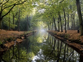 Forest Bergen
