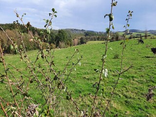 Vakantiehuis Beauraing Omgeving 32