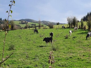 Casa de vacaciones Beauraing Entorno 34