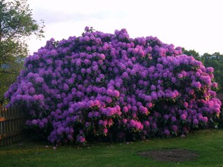 Rododendron im Garten