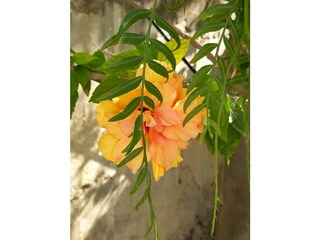 Vakantieappartement Kalamata Buitenaudio-opname 4