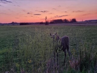 Cottage Dolistowo Stare Umgebung 20