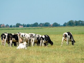 Vakantiepark Terherne Omgeving 21