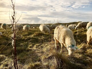 Casa per le vacanze Dirkshorn Ambiente 19