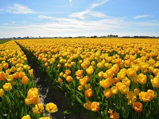 Ferienpark Noordwijk Umgebung 38