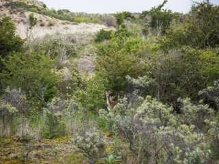 Parque de vacaciones Noordwijk Entorno 35