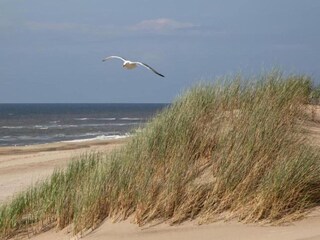 Parc de vacances Noordwijk Environnement 29