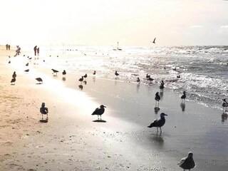 Vakantiepark Noordwijk Omgeving 21