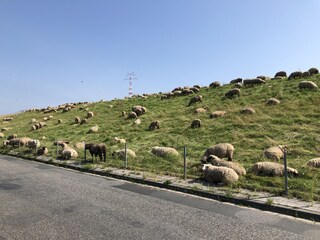 Schafe auf dem Deich