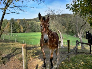 Casa per le vacanze Vielsalm Ambiente 36