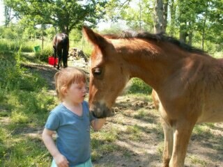 Ferienhaus Tingsryd  14